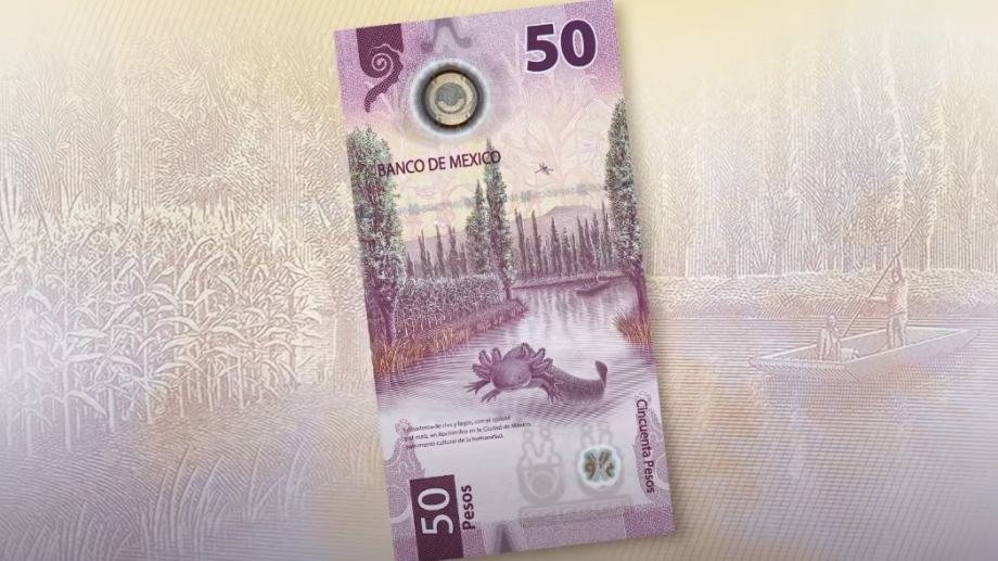 El del ajolote, así es el nuevo billete de 50 pesos (video)