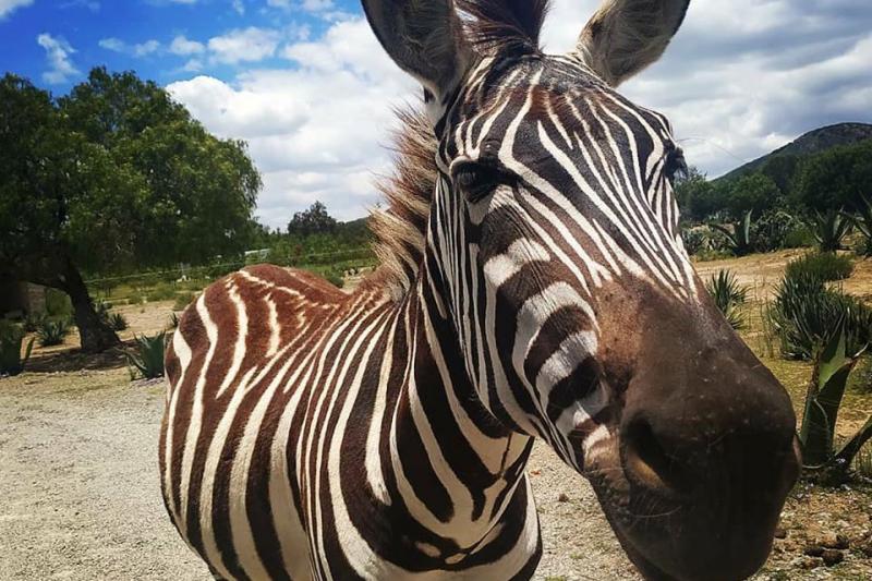 Así es el Tuzoofari, el zoológico tipo safari cerca de Pachuca