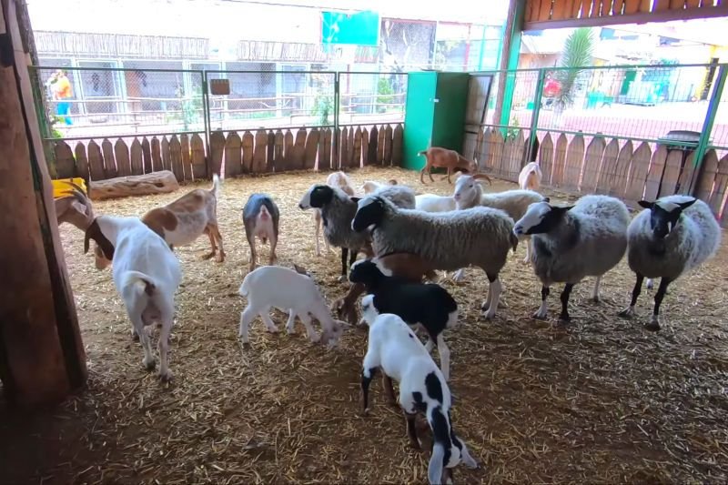 Así es el Tuzoofari, el zoológico tipo safari cerca de Pachuca