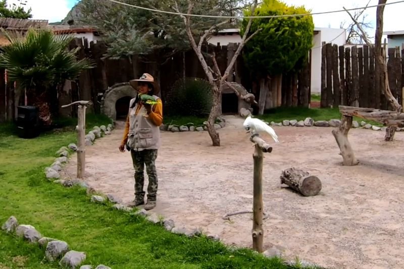 Así es el Tuzoofari, el zoológico tipo safari cerca de Pachuca