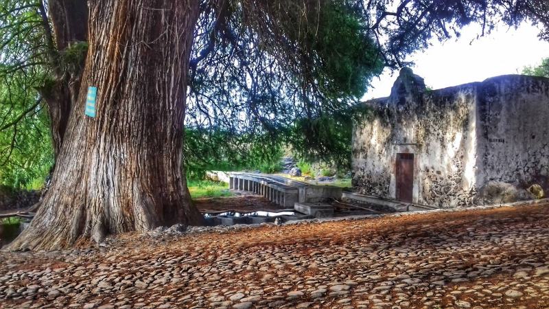 Conoce la leyenda de este rincón del Pueblo Mágico de Huichapan rodeado de sabinos