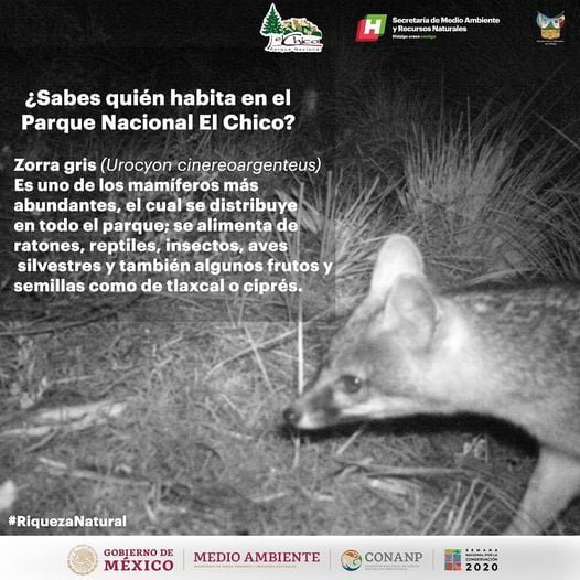 El Parque Nacional El Chico cumple 39 años; qué hacer en este bello lugar de Hidalgo