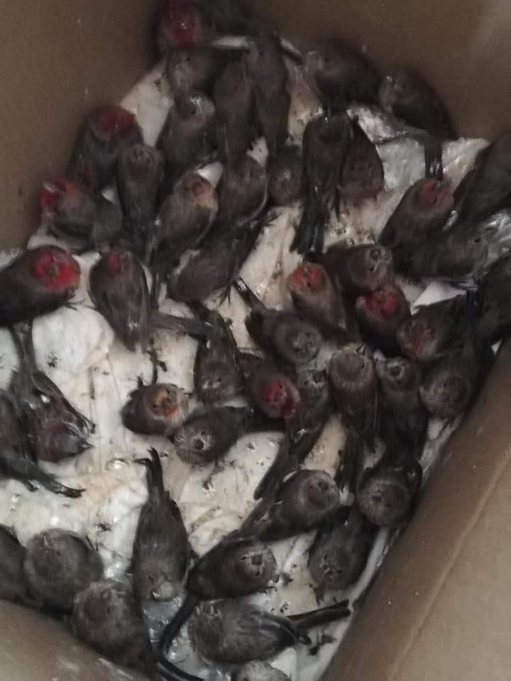 Vecinos rescatan aves damnificadas por el huracán en Mineral de la Reforma 4 Vecinos rescatan aves damnificadas por el huracán en Mineral de la Reforma