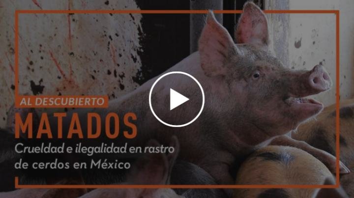 Organización internacional denuncia y evidencia crueldad animal en rastro de Hidalgo