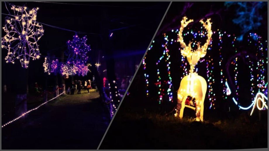 Últimos días para disfrutar la magia iluminada en los bosques de Hidalgo
