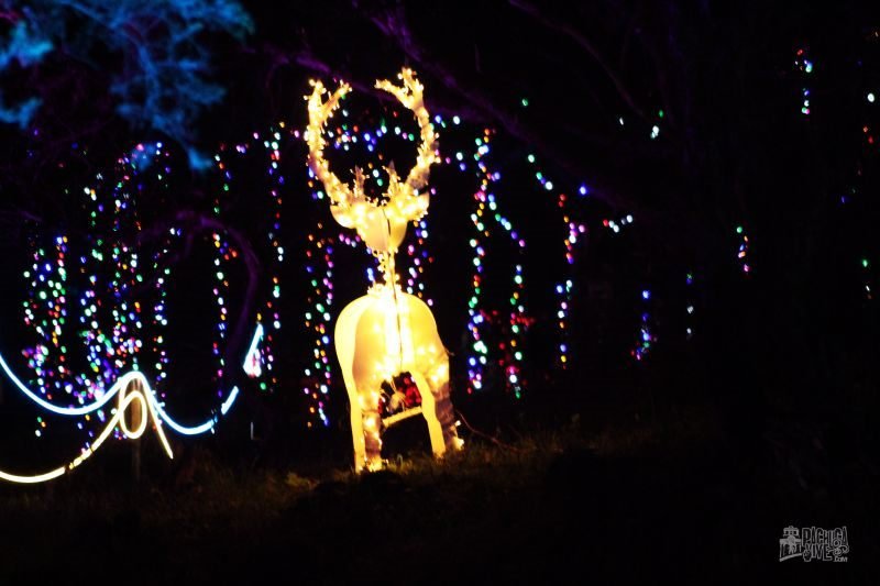 #Galería: Así es el recorrido por el Bosque Iluminado de Pachuca