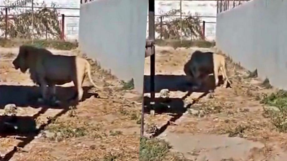Captan a León devorando a su cachorro en Tuzoofari; denuncian negligencia del zoológico