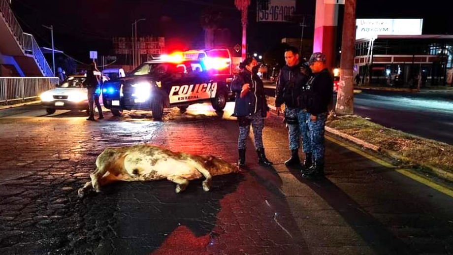 Pachuca no es un pue... motociclista impacta contra una vaca en pleno bulevar