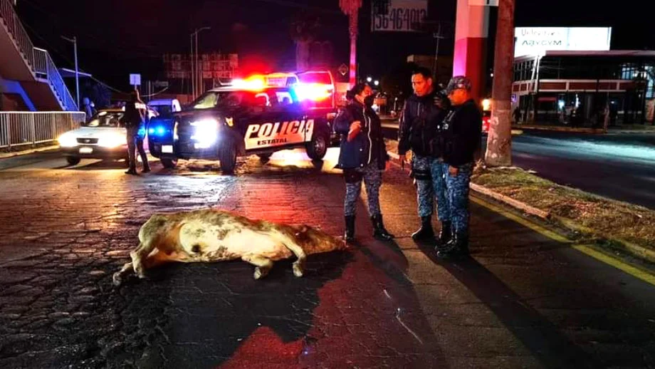 Pachuca no es un pue... motociclista impacta contra una vaca en pleno bulevar