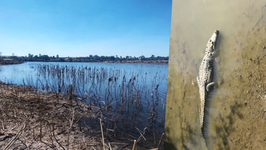 Aparece cocodrilo en ranchería de Hidalgo; autoridades piden no acercarse