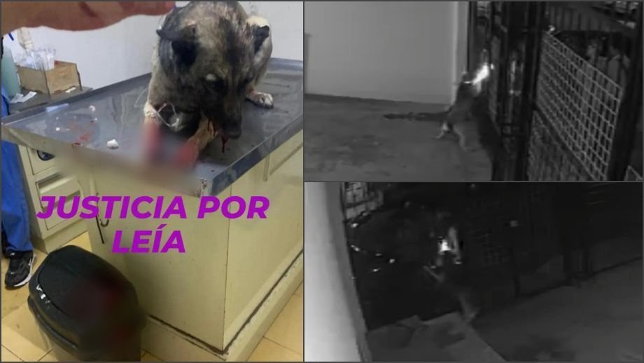 Otro caso de maltrato animal en Pachuca: sujetos le disparan a una perrita (video)