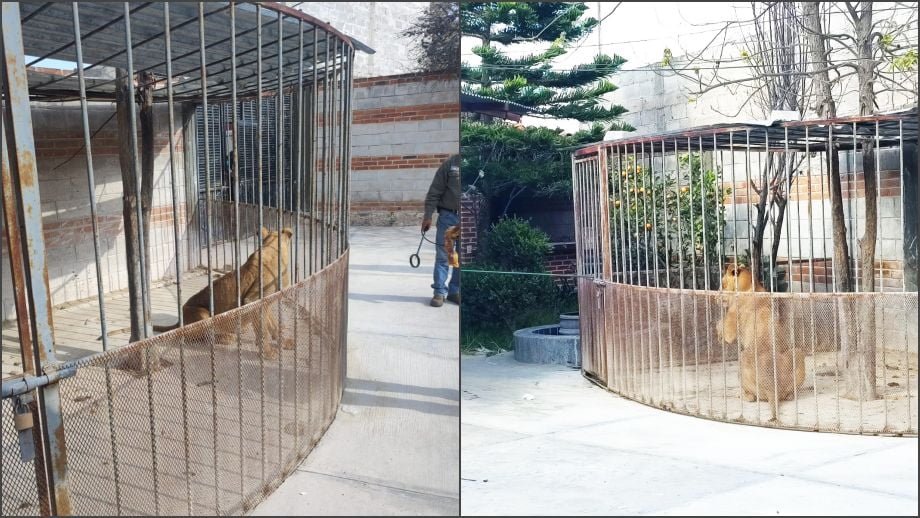 Encuentran una leona enjaulada en un domicilio en Hidalgo