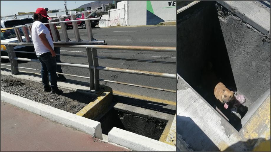 #Video: Cae perrito en registro abierto en ciclovía de Pachuca; ciudadanos logran rescatarlo