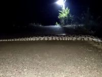 Difunden video de supuesta boa cruzando un carretera de Hidalgo