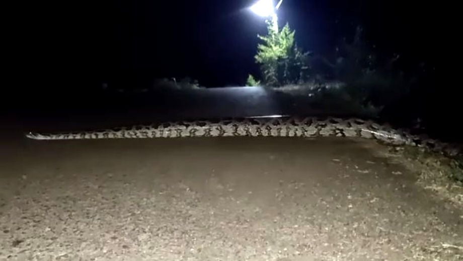 Difunden video de supuesta boa cruzando un carretera de Hidalgo