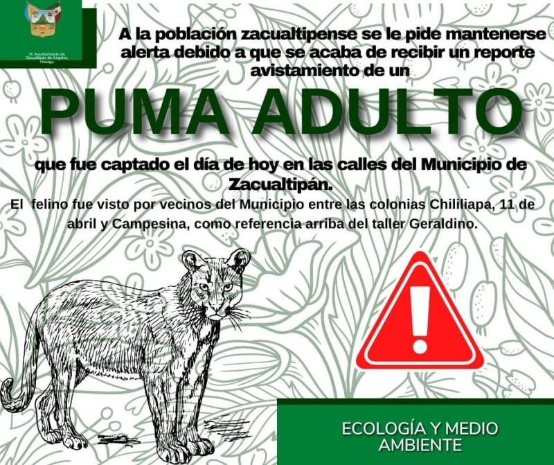 Puma es captado paseando entre calles en Hidalgo; autoridades piden estar alerta