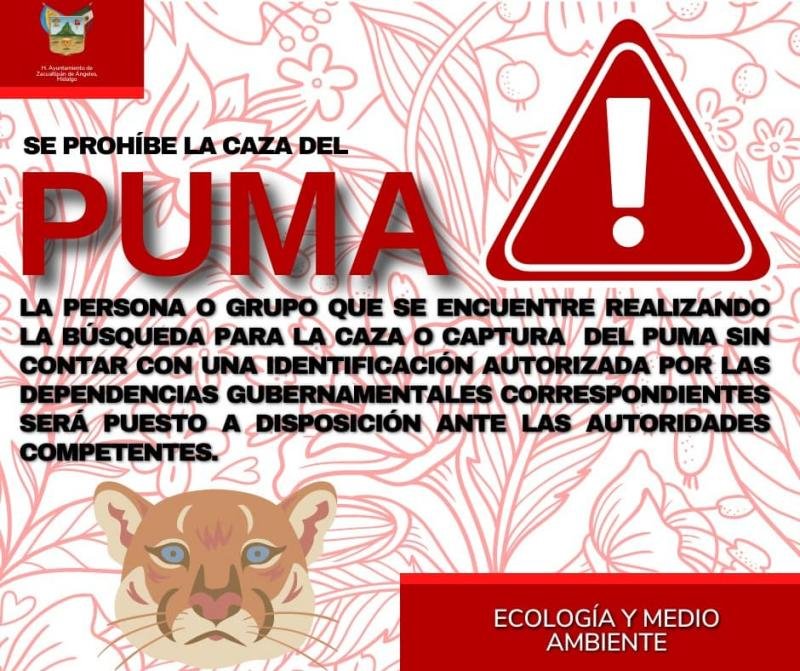 Puma es captado paseando entre calles en Hidalgo; autoridades piden estar alerta