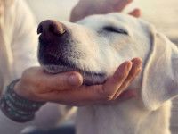Expo Canina este domingo en Mineral de la Reforma; habrá competencias y demostraciones