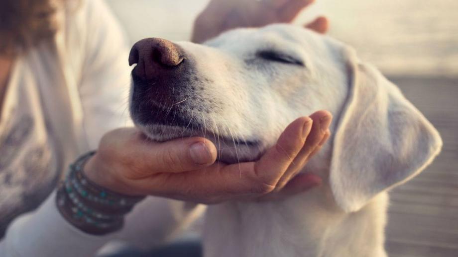 Expo Canina este domingo en Mineral de la Reforma; habrá competencias y demostraciones