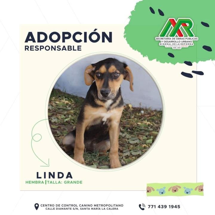 Adopta un peludito: cachorros de Mineral de la Reforma buscan familia