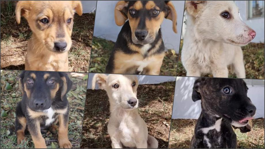 Adopta un peludito: cachorros de Mineral de la Reforma buscan familia