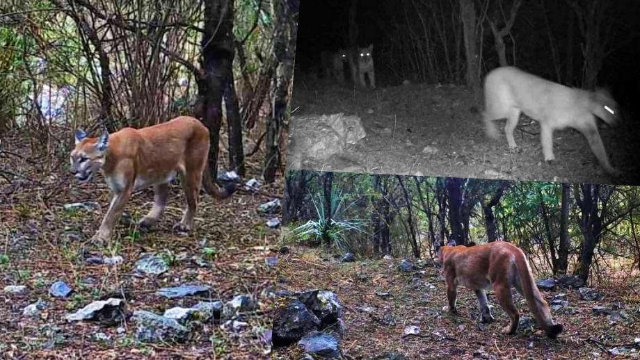 Crece la familia de pumas en Hidalgo; así fueron captados cuatro felinos