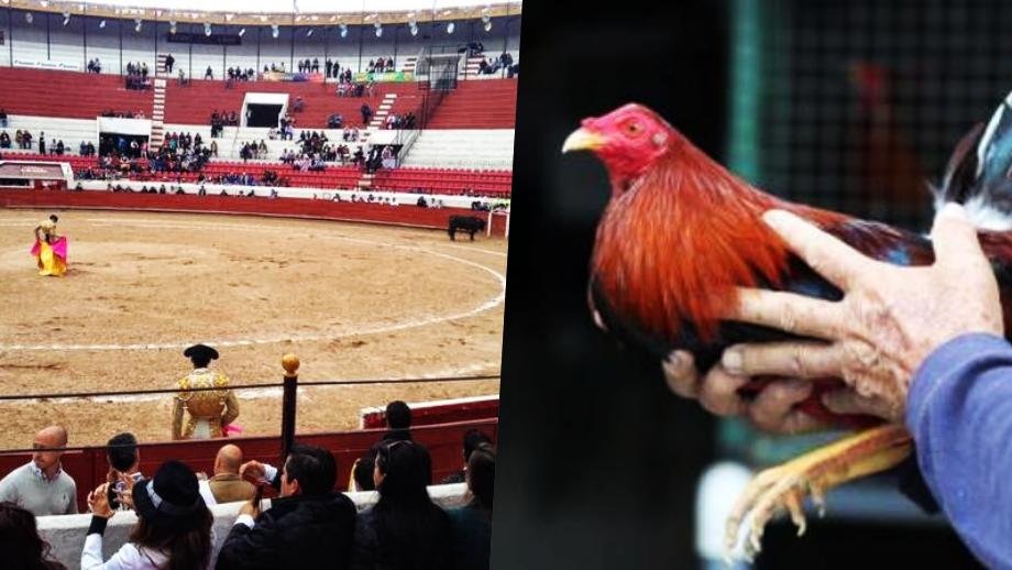 Tauromaquia y peleas de gallos no pueden ser patrimonio cultural en estados, como Hidalgo: SCJN rechaza declaratoria