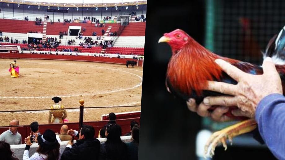 Tauromaquia y peleas de gallos no pueden ser patrimonio cultural en estados, como Hidalgo: SCJN rechaza declaratoria