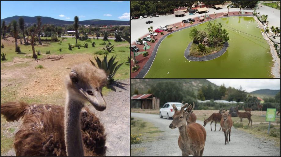 Así es el Tuzoofari, el zoológico tipo safari cerca de Pachuca