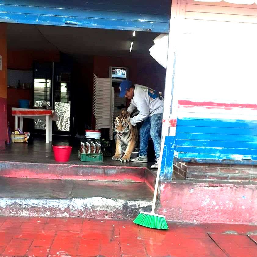 'Gatito' de paseo: sorprende tigre de bengala deambulando en el centro de Mixquiahuala 4 'Gatito' de paseo: sorprende tigre de bengala deambulando en el centro de Mixquiahuala