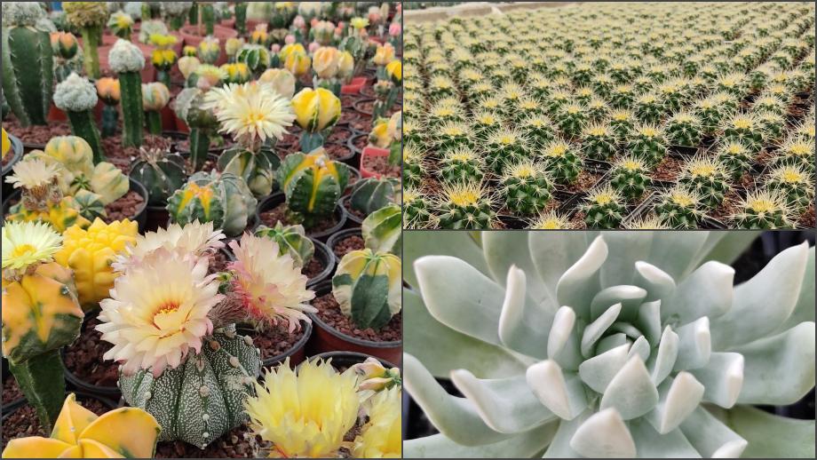 Habrá Festival Hidalgo Verde en Pachuca: dedicado a las cactáceas y suculentas