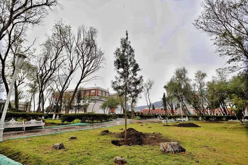 Reforestan emblemático jardín de Pachuca que fue devastado por una plaga