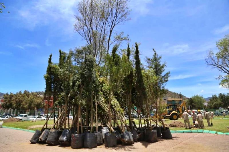 Reforestan emblemático jardín de Pachuca que fue devastado por una plaga