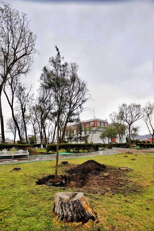 Reforestan emblemático jardín de Pachuca que fue devastado por una plaga