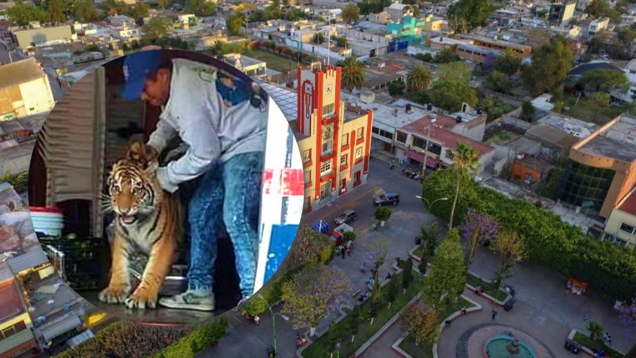 'Gatito' de paseo: sorprende tigre de bengala deambulando en el centro de Mixquiahuala