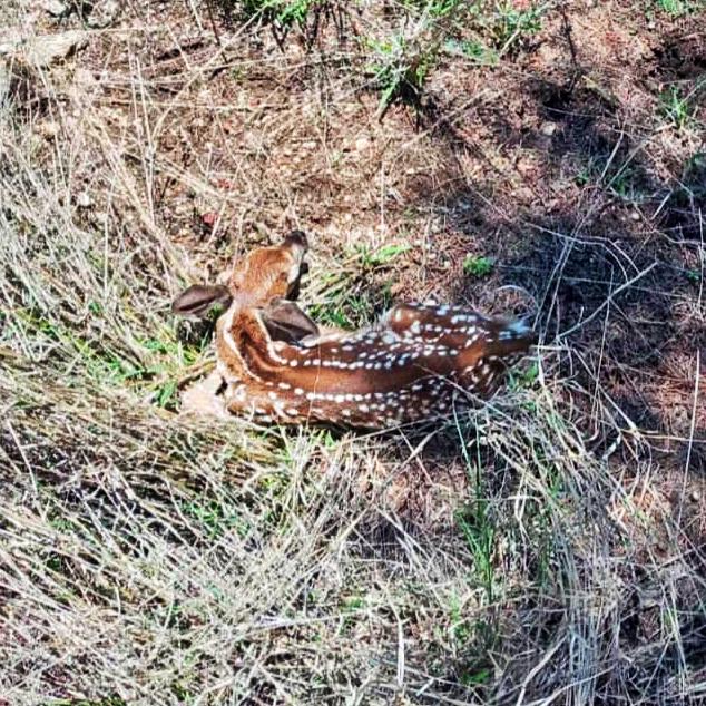 ¡Nuevos miembros! Nacen crías de venado cola blanca en Corredor Biológico de Hidalgo