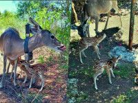 ¡Nuevos miembros! Nacen crías de venado cola blanca en Corredor Biológico de Hidalgo