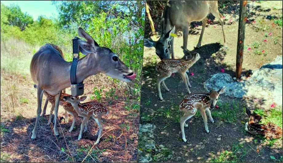 ¡Nuevos miembros! Nacen crías de venado cola blanca en Corredor Biológico de Hidalgo