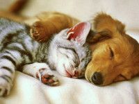 Valoración cardiaca gratuita para perros y gatos, a partir de este lunes en Pachuca