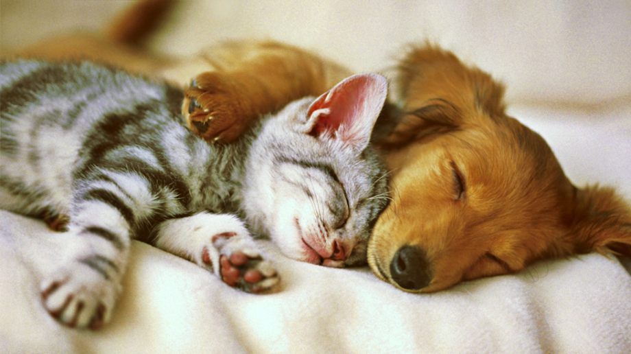 Valoración cardiaca gratuita para perros y gatos, a partir de este lunes en Pachuca