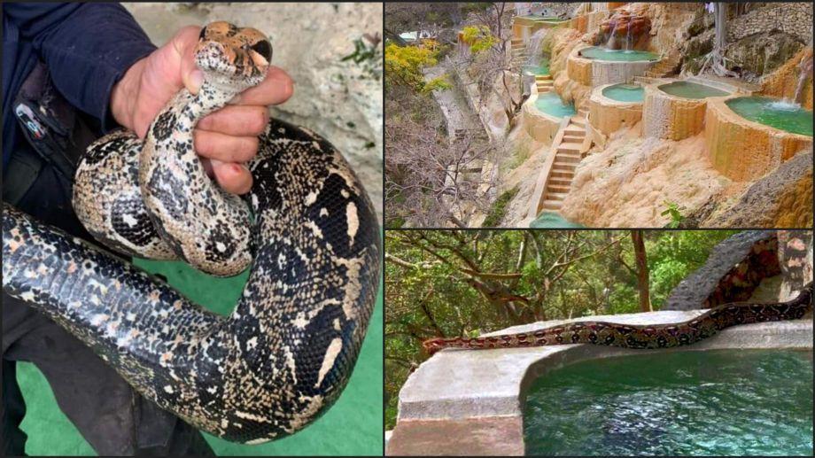 Una boa andaba "de paseo" en Grutas Tolantongo