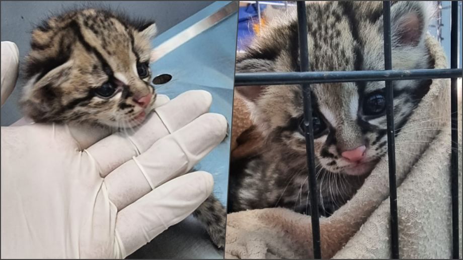 Encuentran cría de ocelote en una milpa en Hidalgo