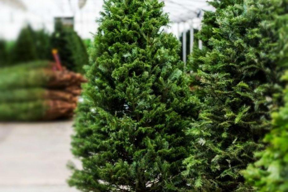 ¿Quieres un árbol navideño natural? Mineral de la Reforma los ofrecerá a bajo costo