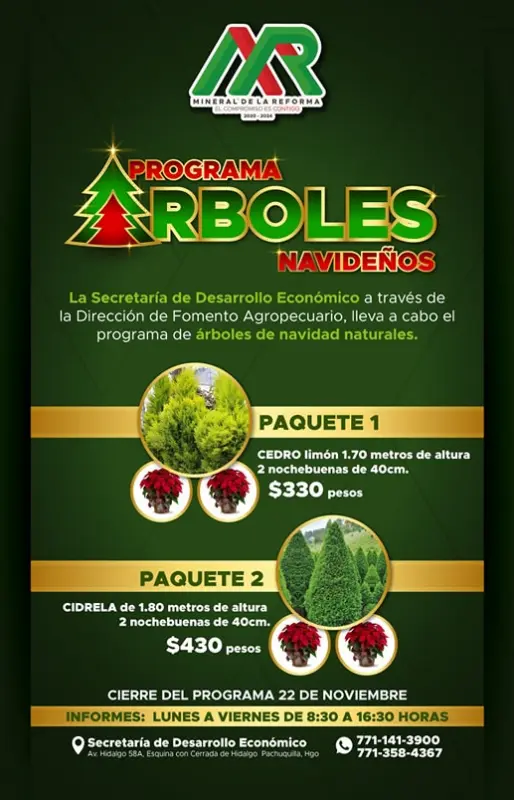 ¿Quieres un árbol navideño natural? Mineral de la Reforma los ofrecerá a bajo costo