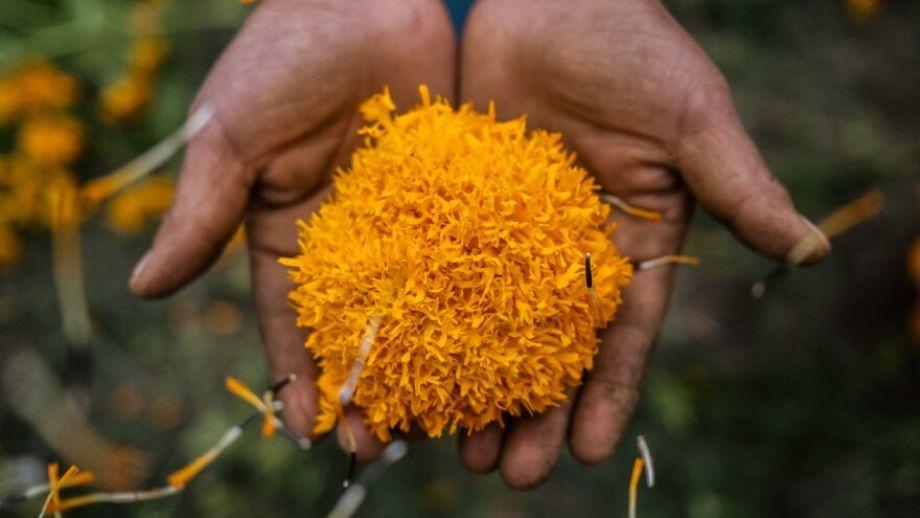 No tires tus flores de cempasúchil, puedes darles nueva vida donándolas para el huerto urbano de Pachuca