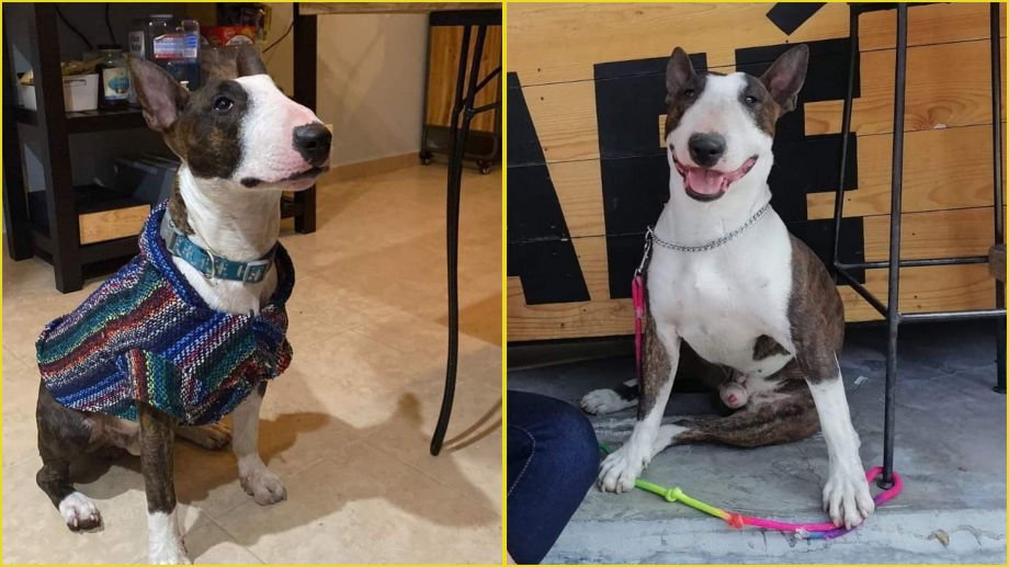 Buscan a Brownie, se perdió en Pachuca; ofrecen $5,000 de recompensa