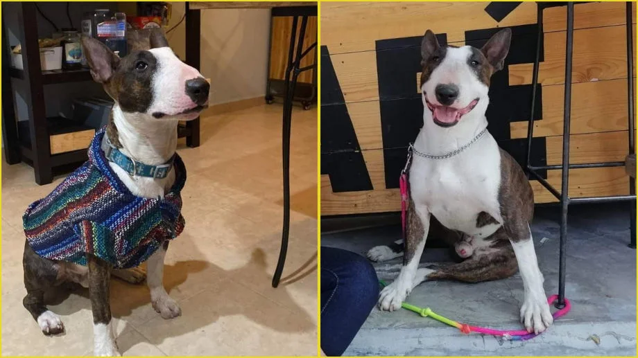 Buscan a Brownie, se perdió en Pachuca; ofrecen $5,000 de recompensa