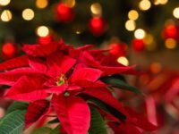 Nochebuena, la flor mexicana reconocida en todo el mundo que simboliza la Navidad