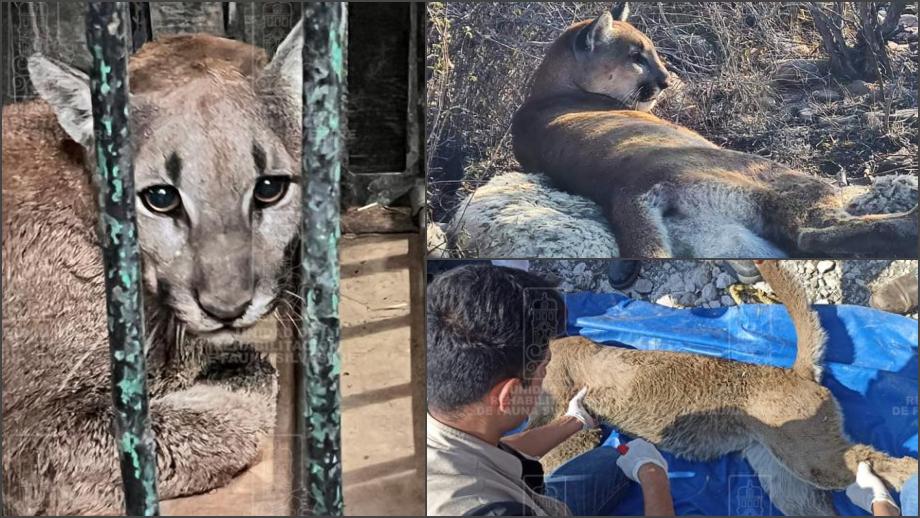Pobladores atrapan a un puma en Hidalgo y la Profepa lo rescata