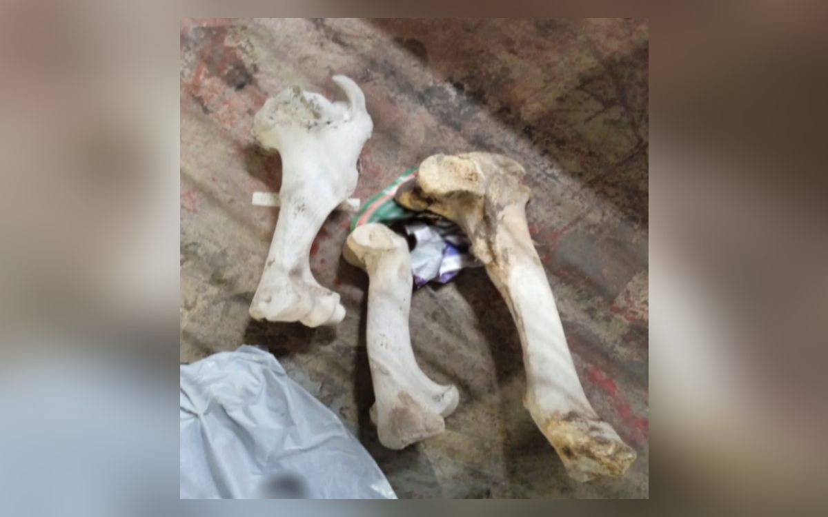 Intentan enviar por paquetería restos humanos en Mineral de la Reforma